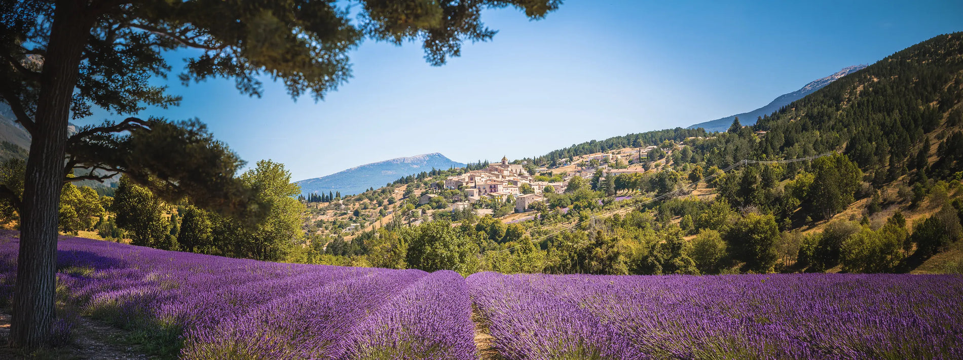 Lavender fields in Aurel, Provence — the inspiration behind Edenwood's French soap collection