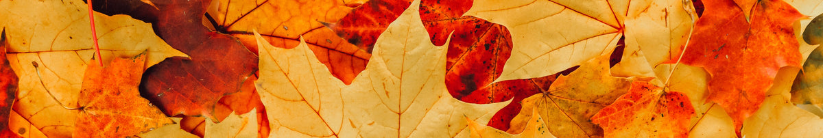 The French Autumn Edit