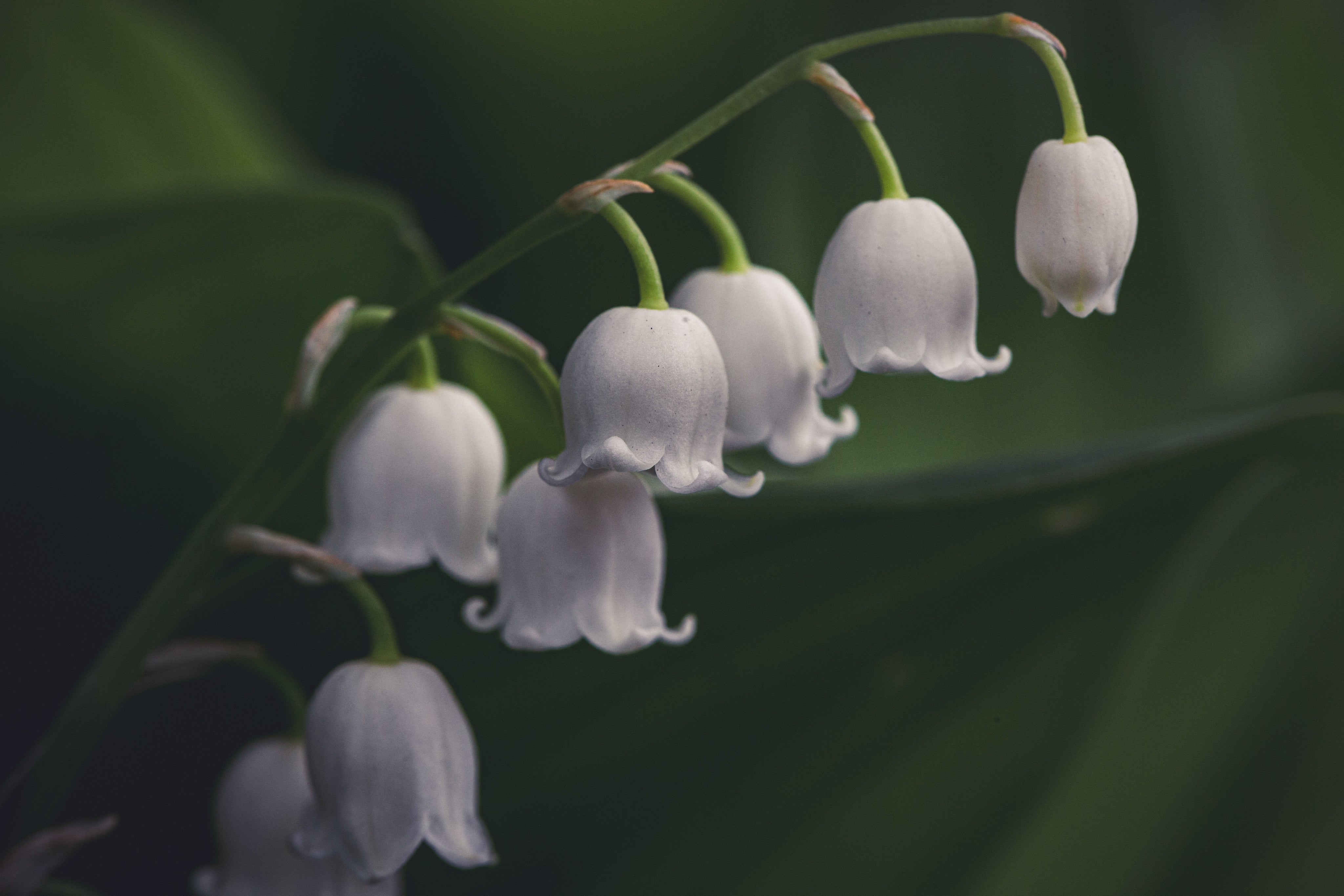 Lily Fragrance