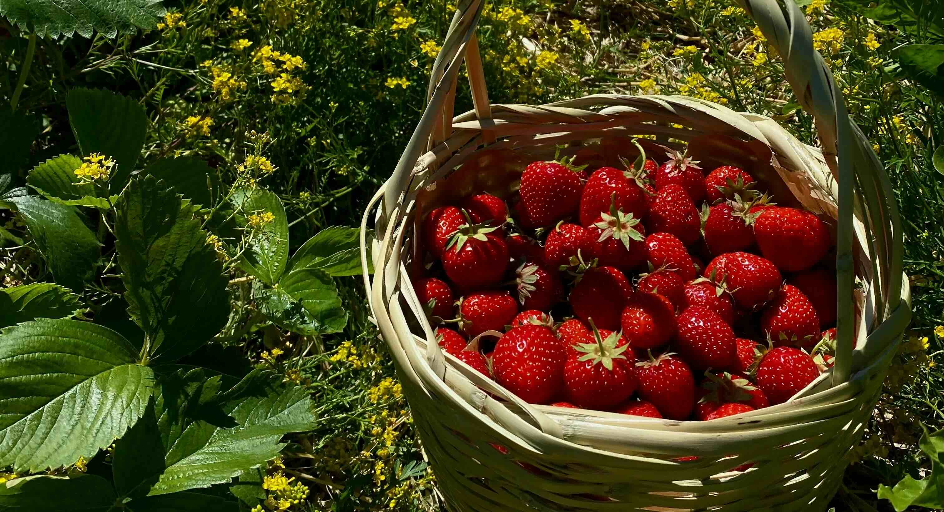 Strawberry Fragrance