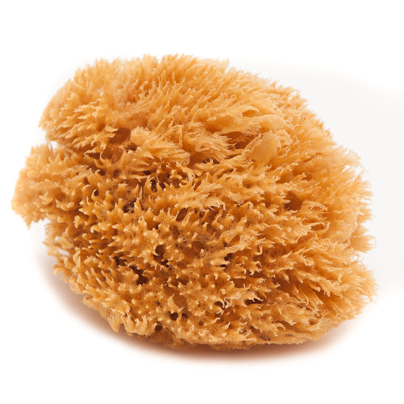 Natural Mediterranean Sea Sponge, Body Exfoliator, 12cm